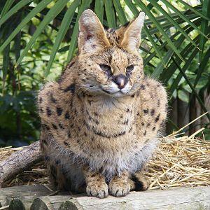 Serval at Drusillas Park, 20 March 2011