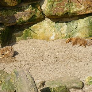 Yellow mongooses at Drusillas Park, 20 March 2011