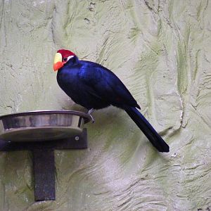 Violaceous turaco at Drusillas Park, 20 March 2011