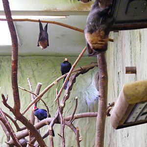 Mixed enclosure at Drusillas Park, 20 March 2011