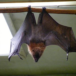 Rodrigues fruit bat at Drusillas Park, 20 March 2011