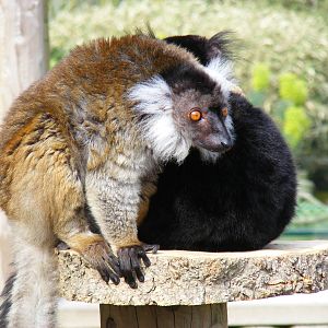 Black lemurs at Drusillas Park, 20 March 2011