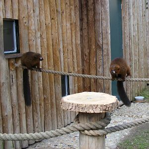 Red bellied lemurs at Drusillas Park, 20 March 2011