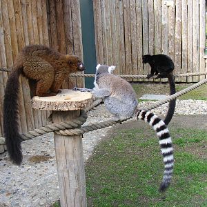 Red bellied lemur, ring-tailed lemur and black lemur at Drusillas Park, 20