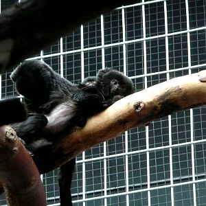 Goeldi's marmoset with baby