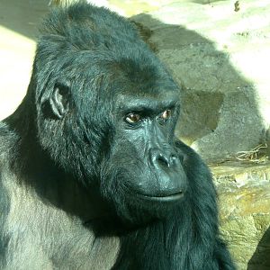 My favorite animal of all times and zoos: Eastern lowland gorilla Victoria