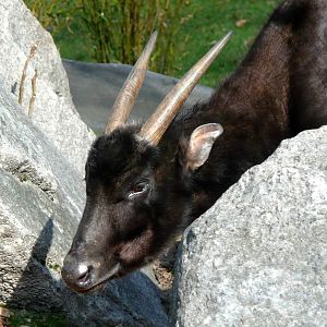 Anoa
