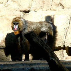 Mandril