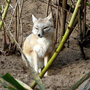 Swift fox