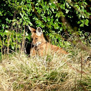 Maned wolf