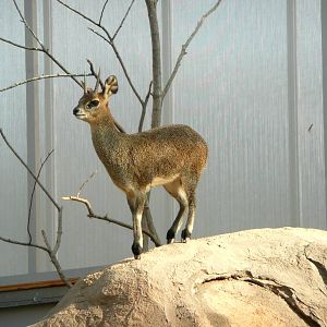 Klipspringer