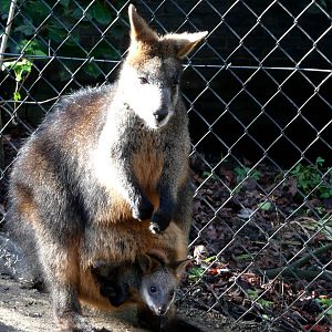 Swamp wallaby