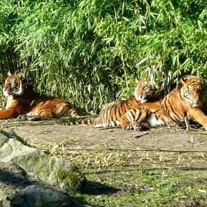 Sumatra tiger Musi with sons Gio and Vanni