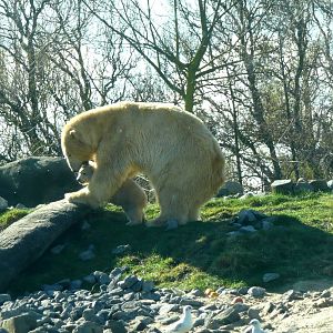 Polar Bear Olinka with Vicks