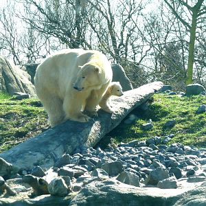 Polar Bear Olinka with Vicks