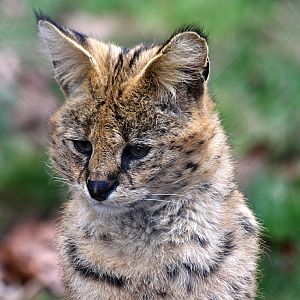 Serval at Chester 20/03/2011