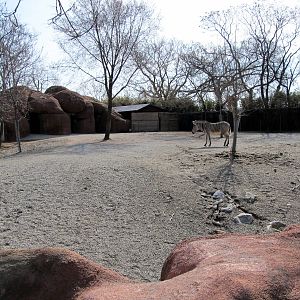 Grevy's Zebra Yard