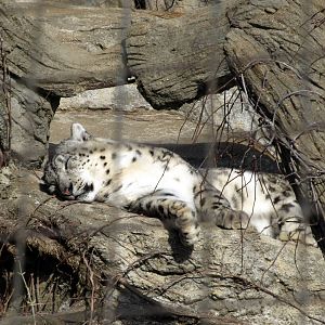 Snow Leopard