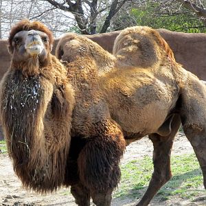Bactrian Camel