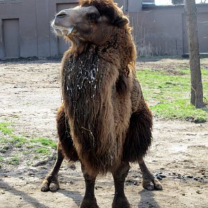 Bactrian Camel