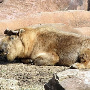 Sichuan Takin