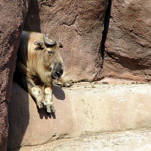 Sichuan Takin