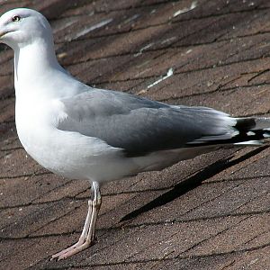 Larus argentatus argentatus / Herring gull, adult (20-03-2011)