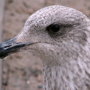 Larus argentatus / Herring gull, juv 2cy (20-03-2011)