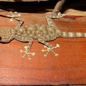 Ptyodactylus guttatus / Fan-fingered gecko, (Arava Valley, 16-10-2010)