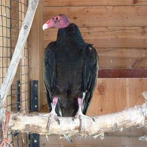 Zoo Montana - Turkey Vulture