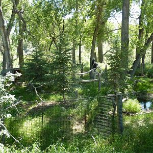 Zoo Montana - Bald Eagle Exhibit