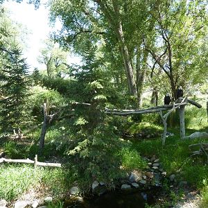 Zoo Montana - Bald Eagle Exhibit