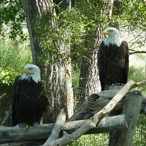 Zoo Montana - Bald Eagles