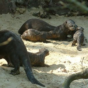 Zoo Dortmund - giant otter cubs - March 22, 2011