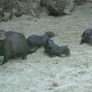 Zoo Dortmund - giant otter cubs - March 22, 2011