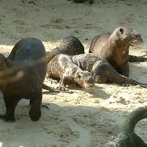 Zoo Dortmund - giant otter cubs - March 22, 2011