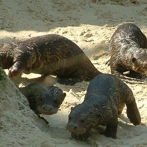 Zoo Dortmund - giant otter cubs - March 22, 2011