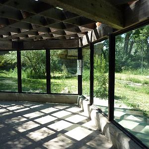 Zoo Montana - Amur Tiger Exhibit