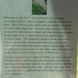 Zoo Montana - White Tiger Sign