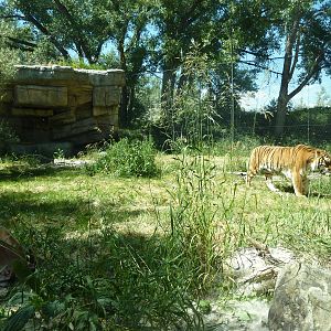 Zoo Montana - Amur Tiger Exhibit
