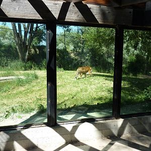 Zoo Montana - Amur Tiger Exhibit