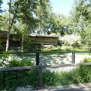 Zoo Montana - Amur Tiger Exhibit