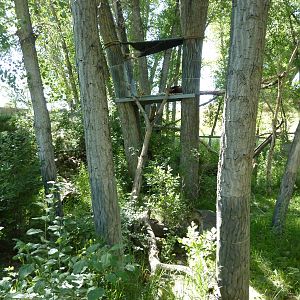 Zoo Montana - Red Panda Exhibit