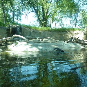 Zoo Montana - River Otter Exhibit
