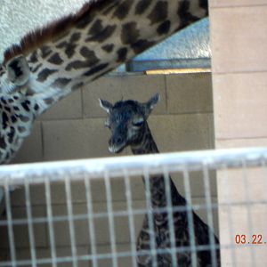 Giraffe Birth