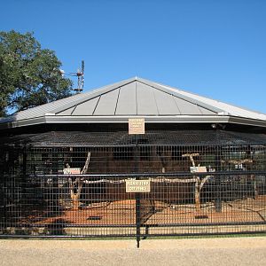 Natural Bridge Wildlife Ranch - Walk-A-Bout - Bird and Lemur Exhibits