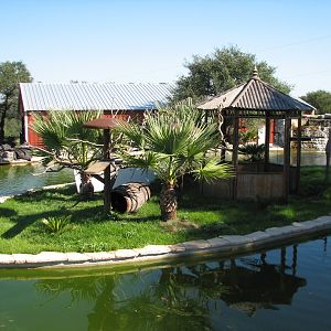 Natural Bridge Wildlife Ranch - Walk-A-Bout - Ring-tailed Lemur Exhibit