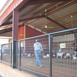Natural Bridge Wildlife Ranch - Walk-A-Bout - Petting Barnyard
