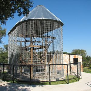 Natural Bridge Wildlife Ranch - Walk-A-Bout - Black and White Ruffed Lemur
