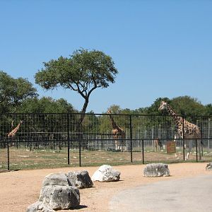 Natural Bridge Wildlife Ranch - Walk-A-Bout - Reticulated Giraffe, Red Kang